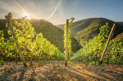 Weinreben an der Bunten Kuh