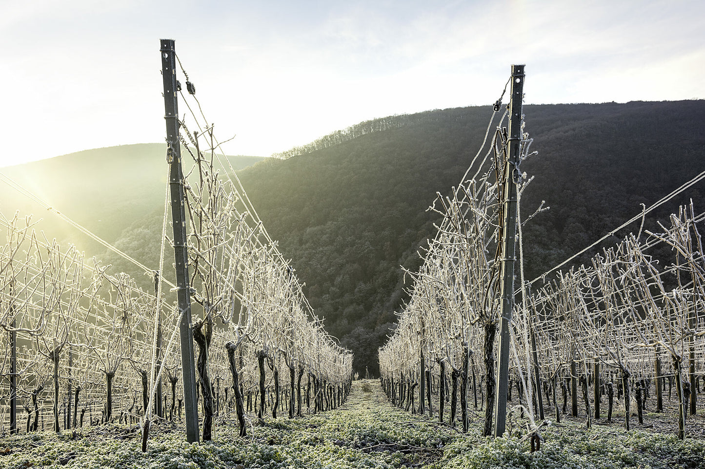 Eisiger Winter in den Weinbergen