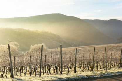 Eisige Weinberge im Sonnenaufgang