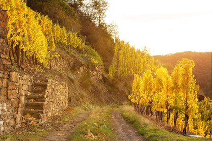 Wanderweg im Herbst
