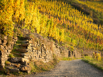 Goldene Weinberge in Mayschoß