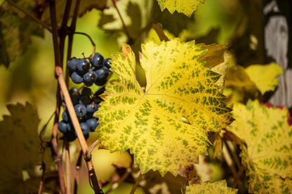 Weinblatt im Herbst