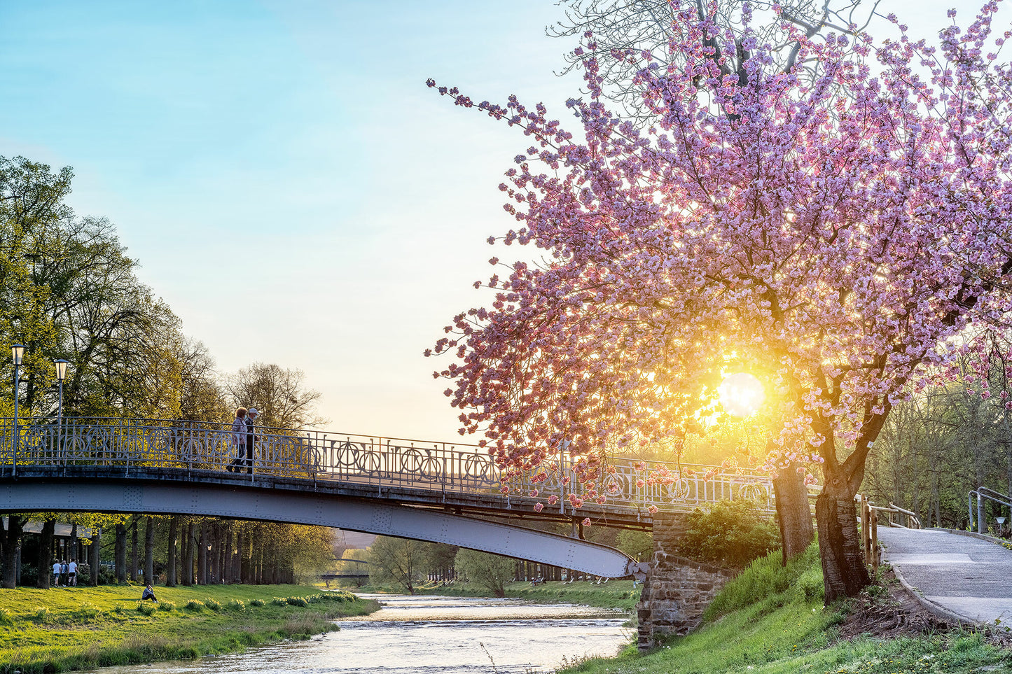 Kirschblüte an der Ahr zum Sonnenuntergang