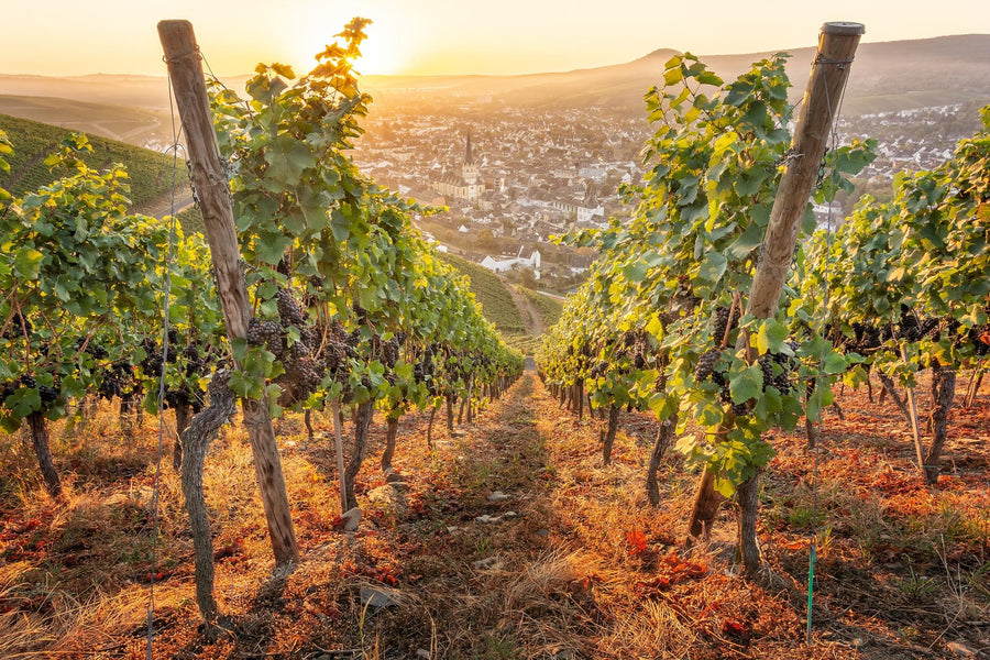 Weinreben mit Blick auf Ahrweiler