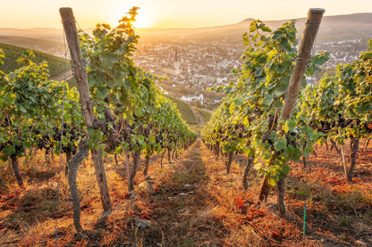 Weinreben mit Blick auf Ahrweiler