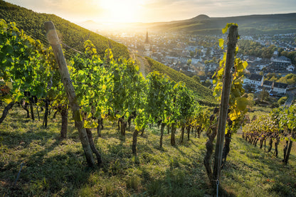 Weinreben mit gleißendem Sonnenschein
