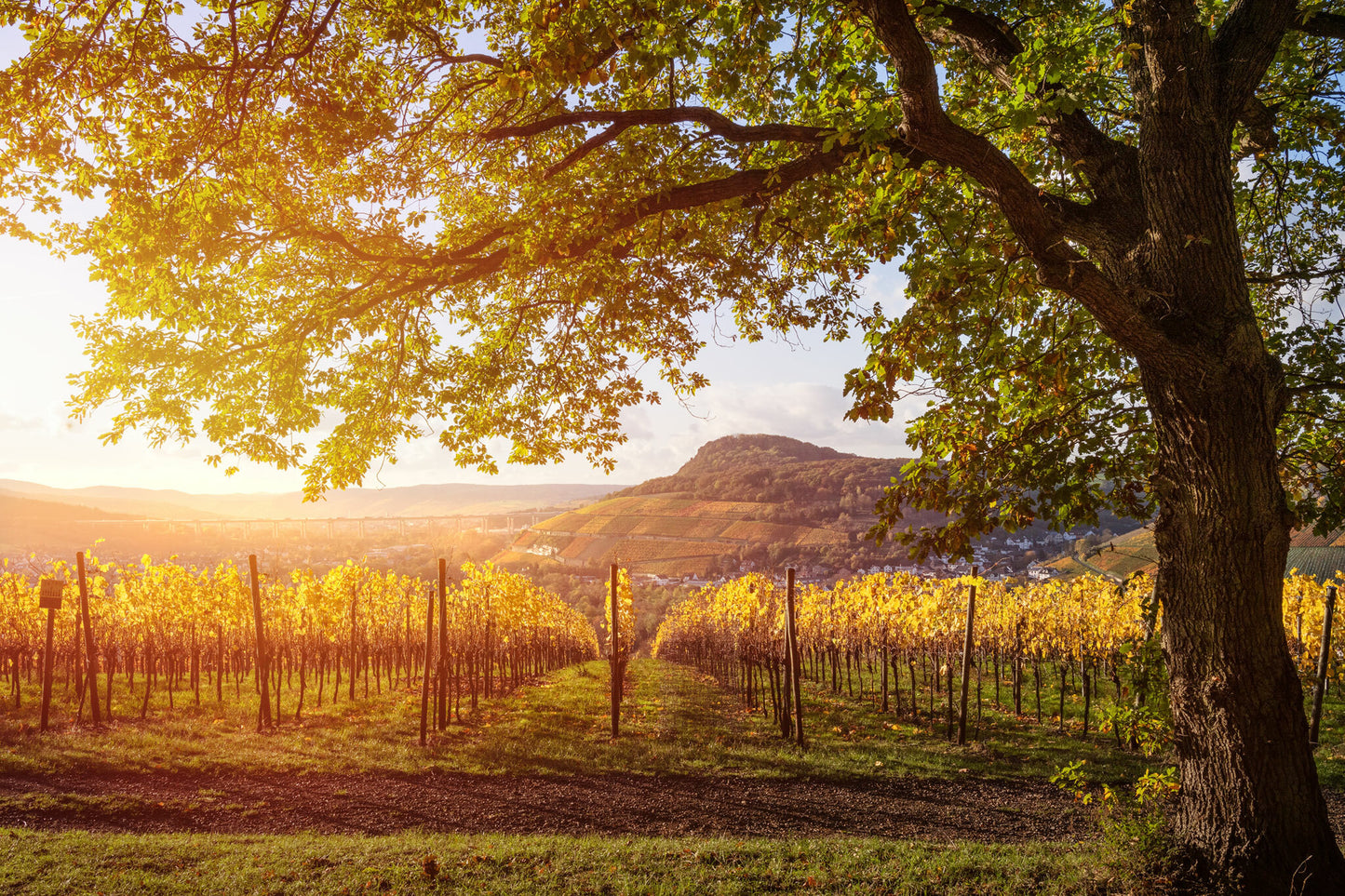 Die Ehlinger Ley im Herbst