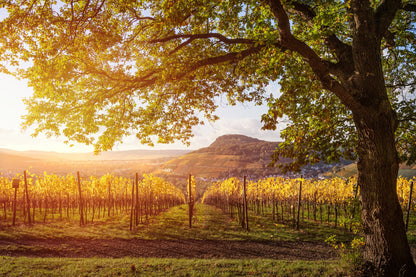 Die Ehlinger Ley im Herbst