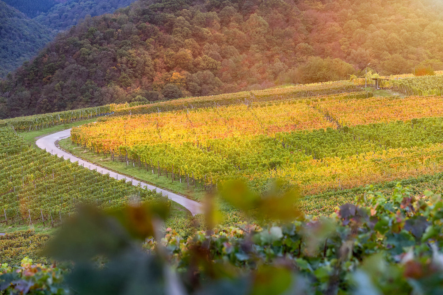 Rotweinwanderweg im Herbst