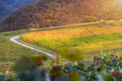 Rotweinwanderweg im Herbst