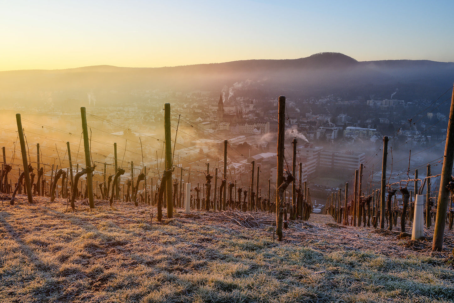 Frostige Weinreben über Bad Neuenahr