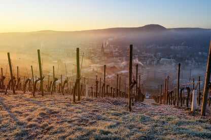 Frostige Weinreben über Bad Neuenahr