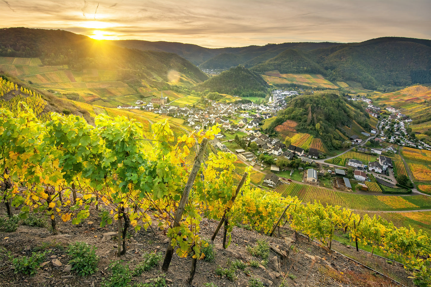 Goldene Weinreben in Mayschoß