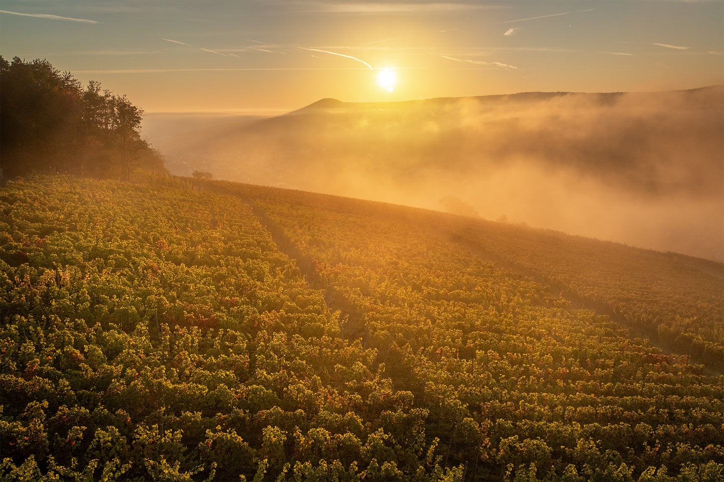 Weinberge im Morgennebel