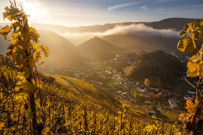 Goldener Herbstmorgen in Mayschoß