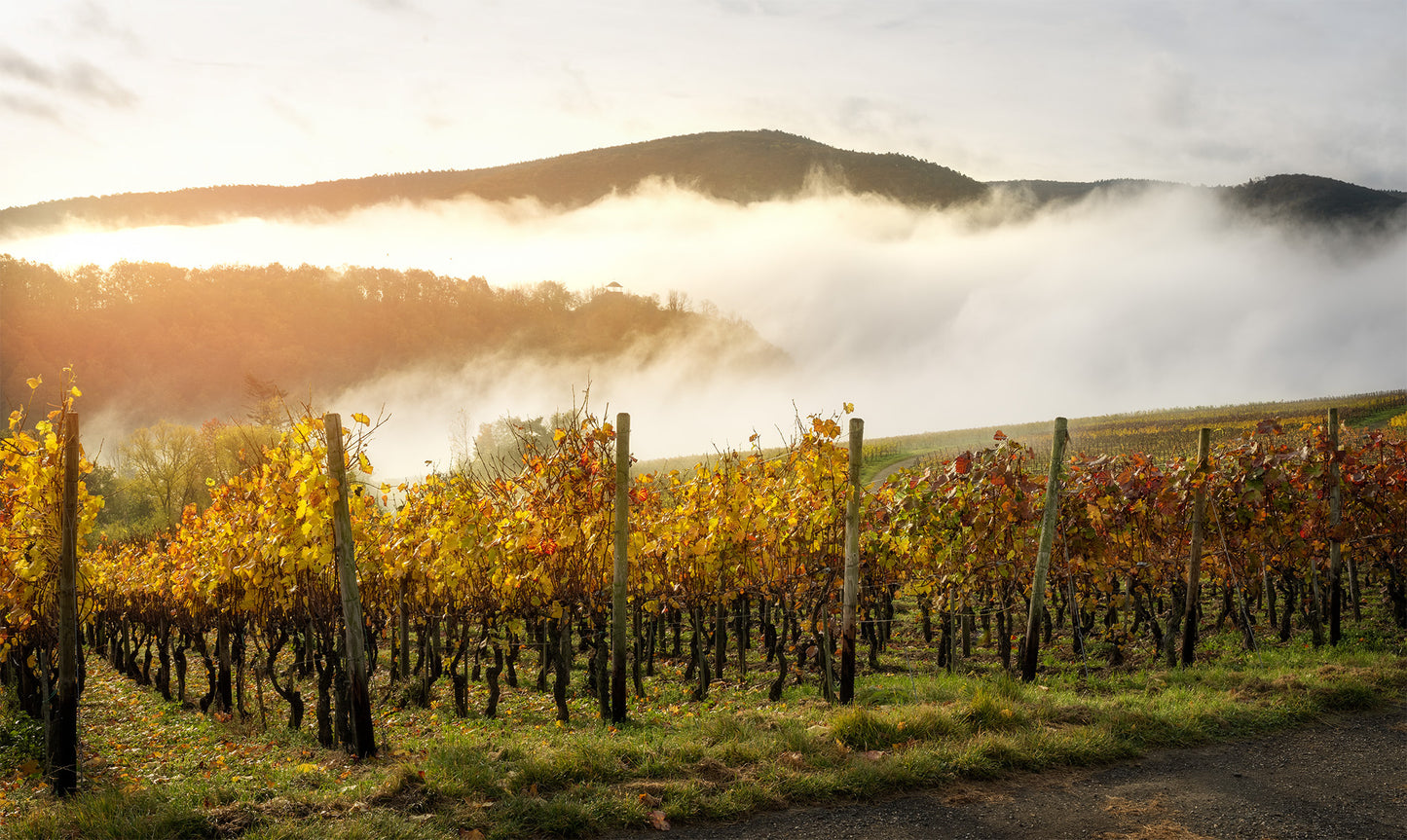 Herbst in den Weinbergen an der Bunten Kuh