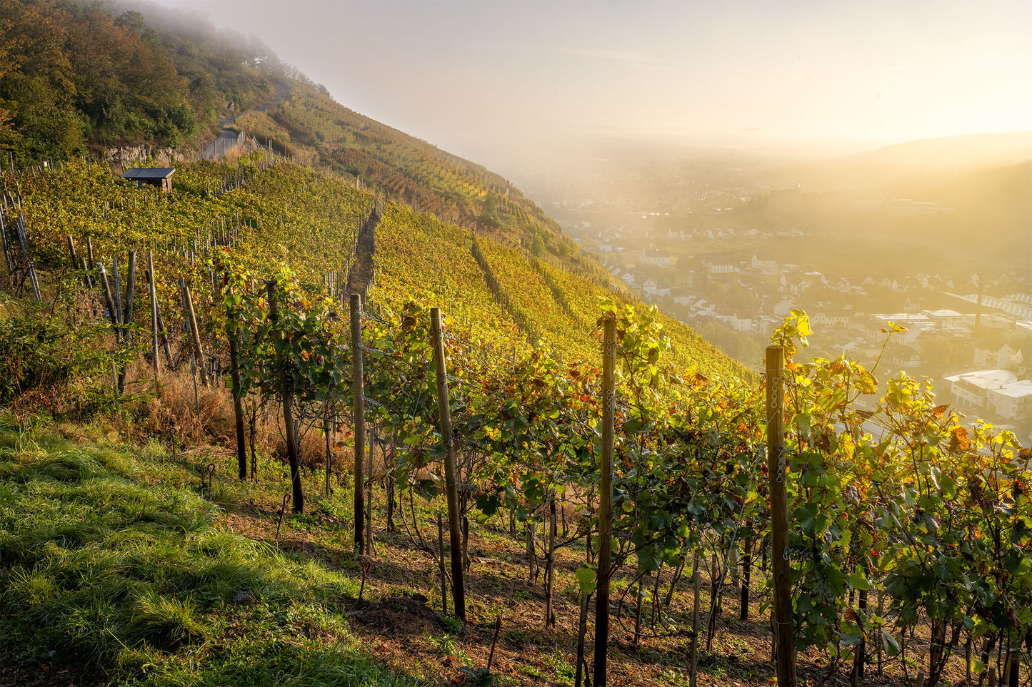 Herbstlicher Weinberg über Walporzheim
