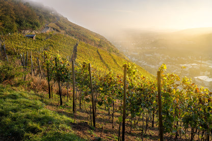 Herbstlicher Weinberg über Walporzheim