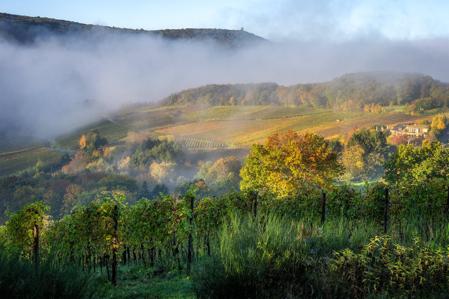 Herbst in den Weinbergen