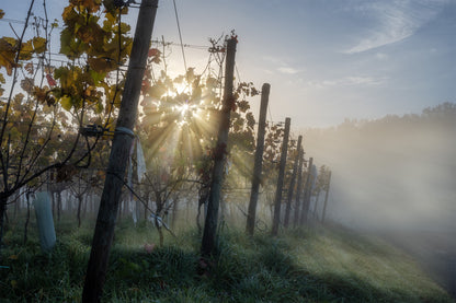 Nebel in den Weinbergen
