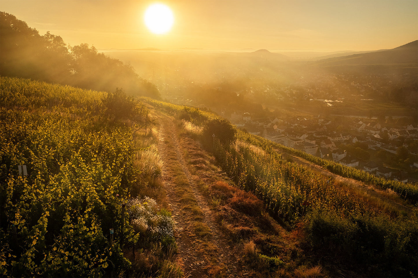 Sommerliche Weinberge zum Sonnenaufgang