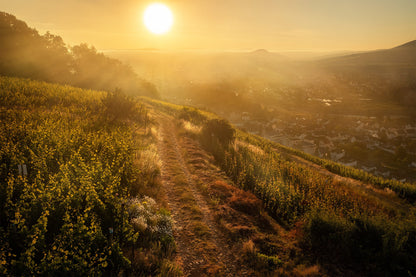 Sommerliche Weinberge zum Sonnenaufgang