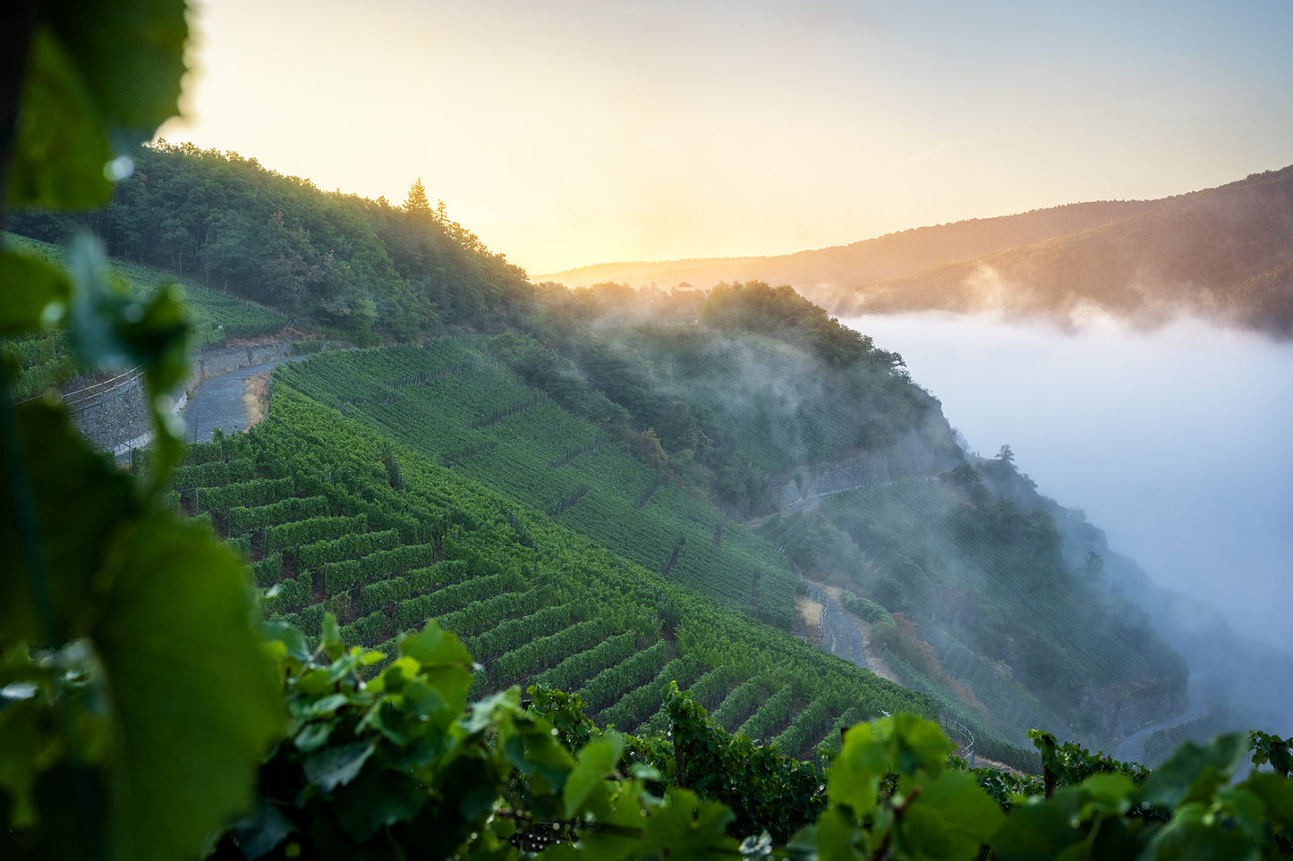Weinberge und Schutzhütte Bunte Kuh im Nebel