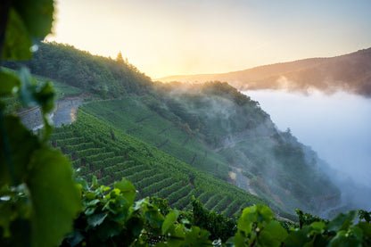 Weinberge und Schutzhütte Bunte Kuh im Nebel