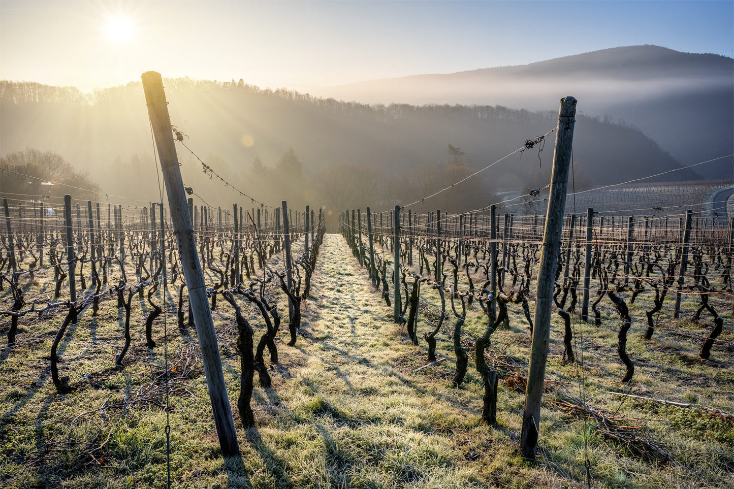 Eisiger Wintermorgen in den Weinbergen