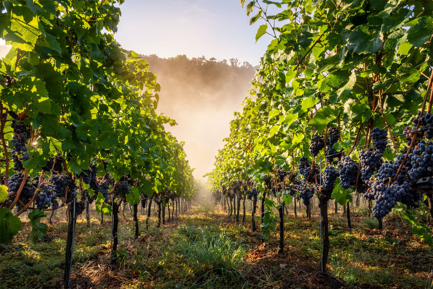Weinreben im Herbst Teil 1