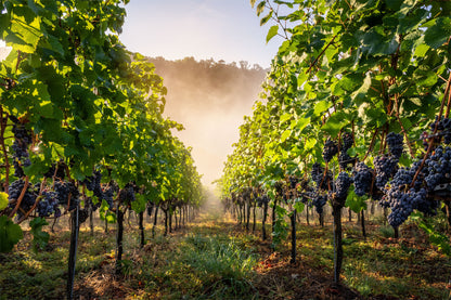 Weinreben im Herbst Teil 1
