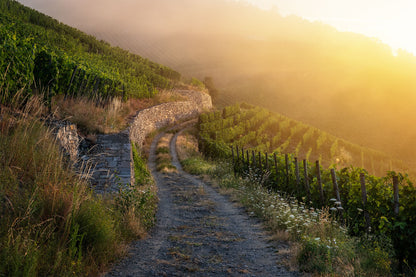 Weinberge im Sommer