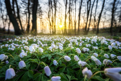 Wald im Frühling im Ahrtal