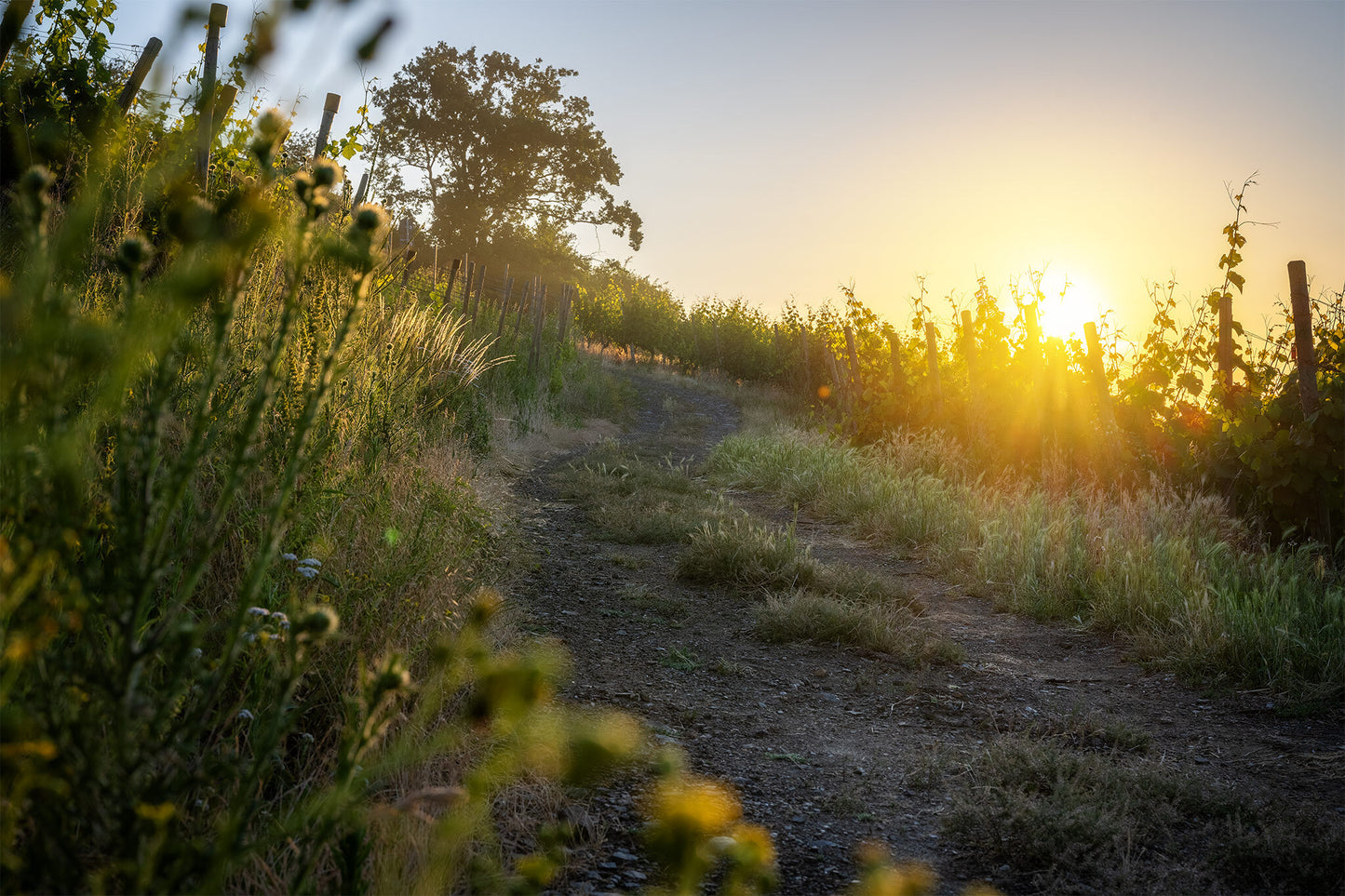 Sommermorgen in den Weinbergen
