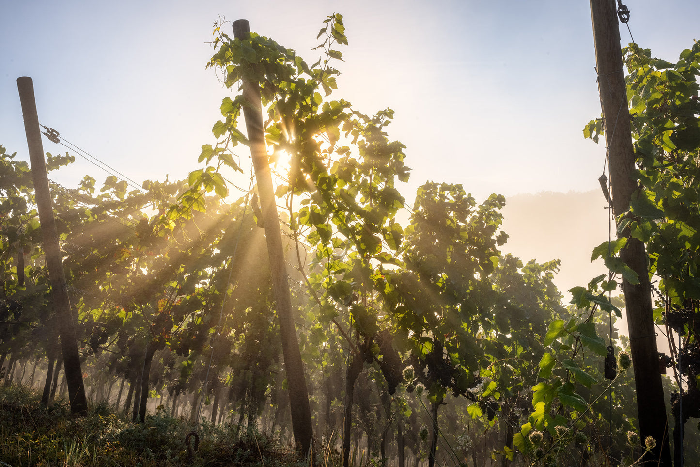 Weinreben im Herbst Teil 2