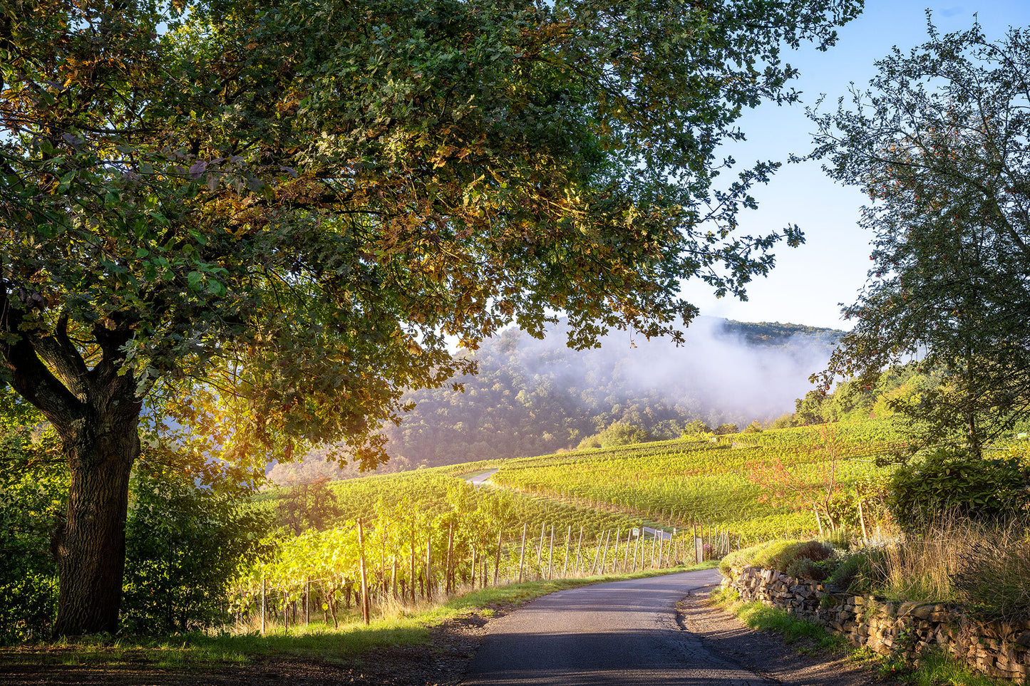 Blick auf die Weinlage Rosenberg
