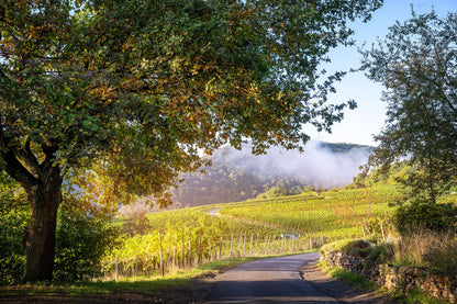 Blick auf die Weinlage Rosenberg