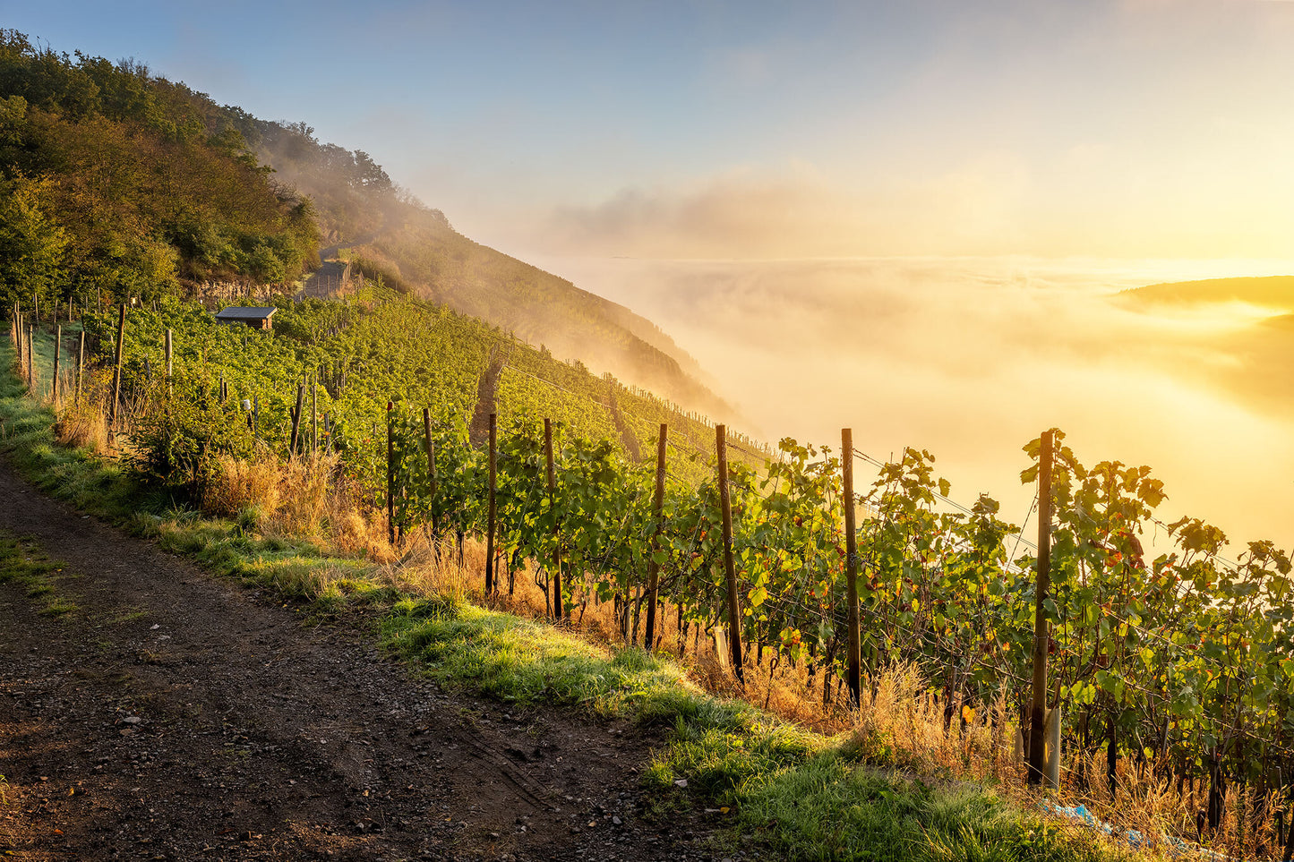 Herbstlicher Blick entlang dder Weinlage "Alte Lay"