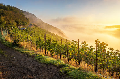 Herbstlicher Blick entlang dder Weinlage "Alte Lay"