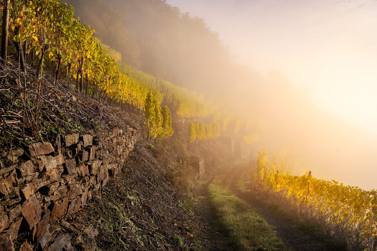 Weinbergsweg im Nebel