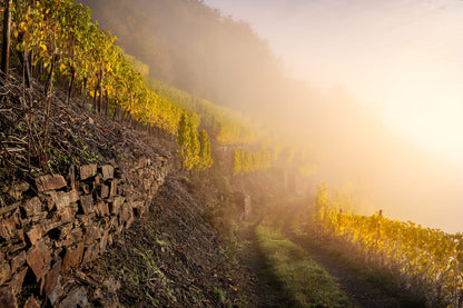 Weinbergsweg im Nebel