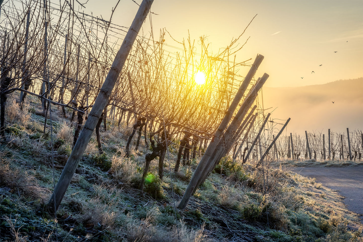 Wintersonne im Weinberg