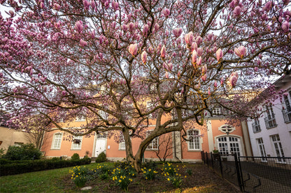 Magnolientraum in Ahrweiler