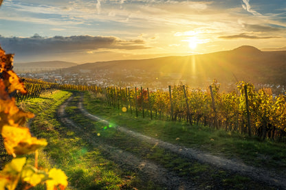 Goldener Weinbergsblick Bad Neuenahr