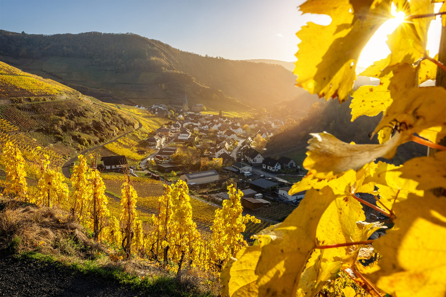 Mayschoß im goldenen Herbst
