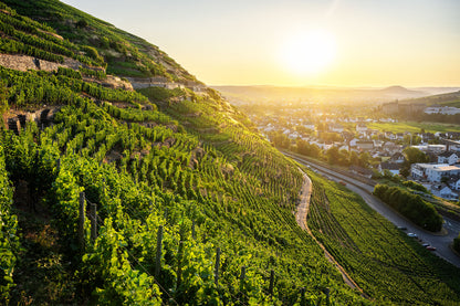 Weinberge in Walporzheim