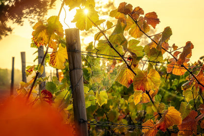 Herbstliche Weinberge
