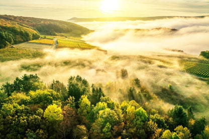 Herbstnebel Weinberge