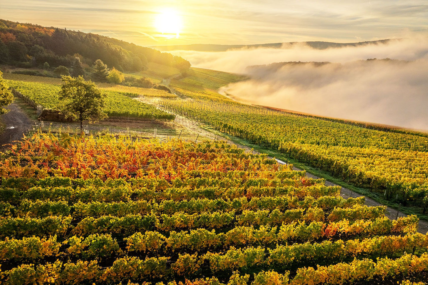 Weinberge oberhalb von Walporzheim