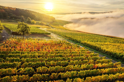 Weinberge oberhalb von Walporzheim